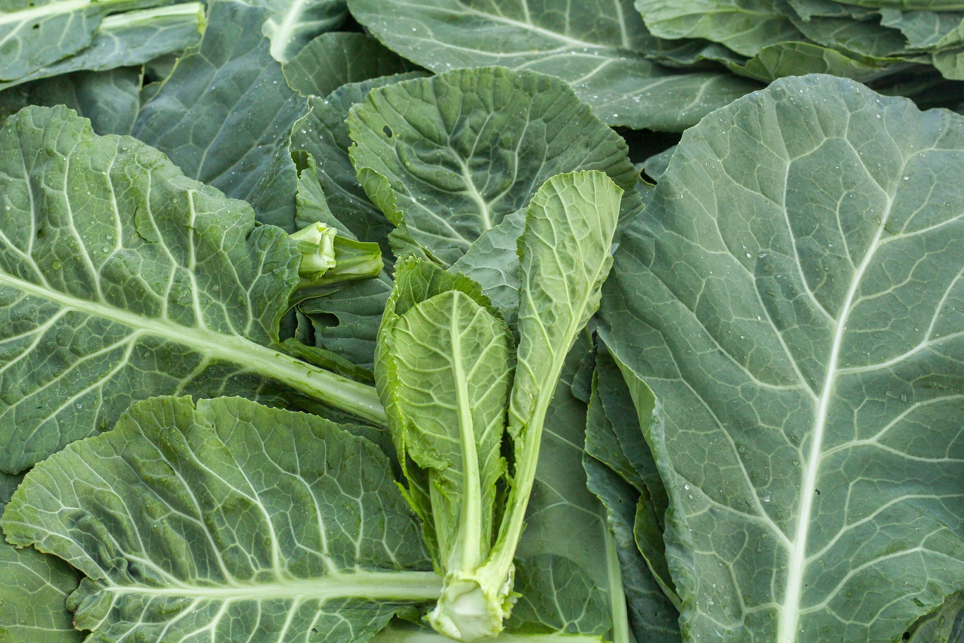 fresh collard greens